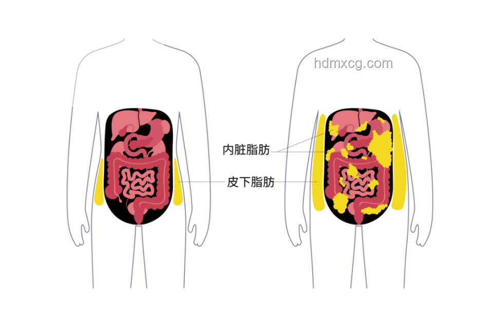 梨形身材VS其他身材：基因彩票引热议